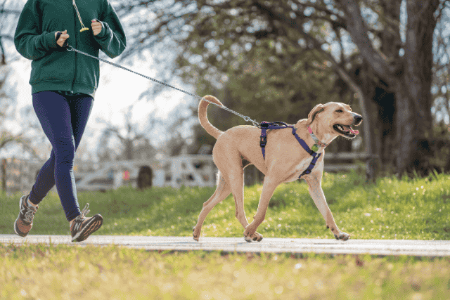 image of an individual walking a dog with a leash at a park
